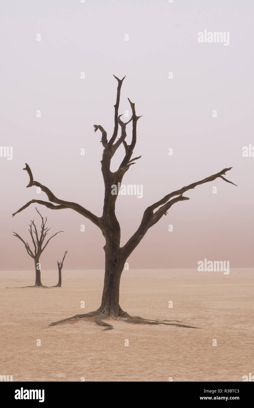 La Namibia. La nebbia avvolge il morto di alberi di acacia nel Deadvlei, entro il Namib Naukluft National Park. Foto Stock