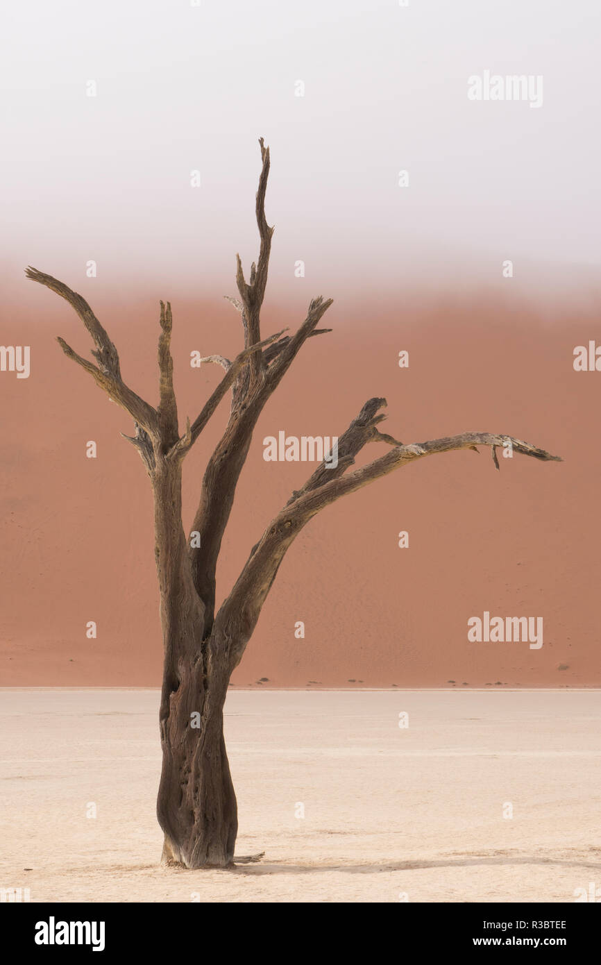 Antica camelthorn morti di alberi di acacia nel dry lakebed di Deadvlei, Namib-Naukluft National Park, Namibia. Foto Stock