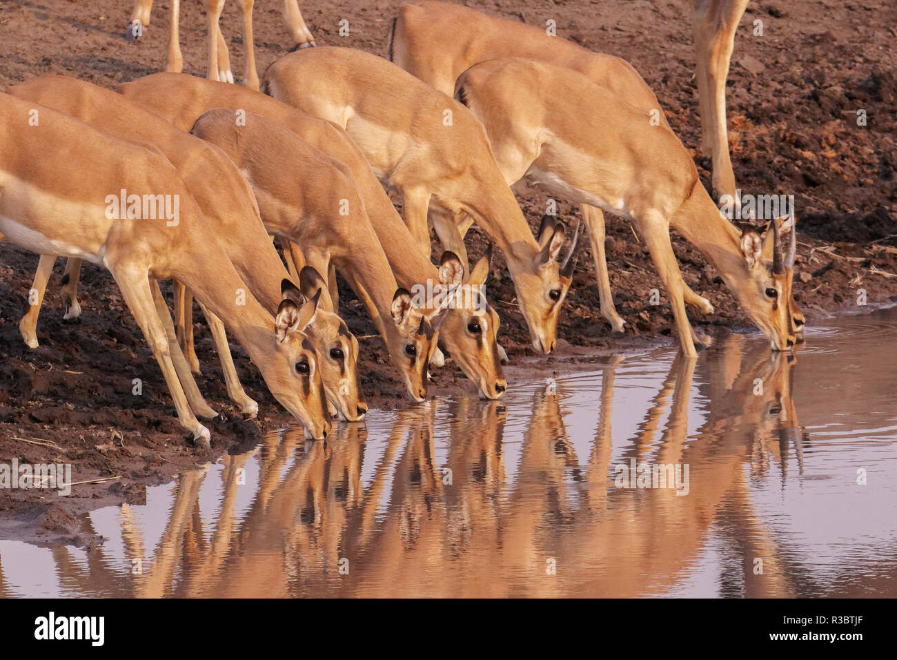 Comune di Impala (Aepyceros melampus) sono riflessi nell'acqua come essi si riuniscono per drink al Waterhole, il Parco Nazionale di Etosha, Namibia, Africa. Foto Stock