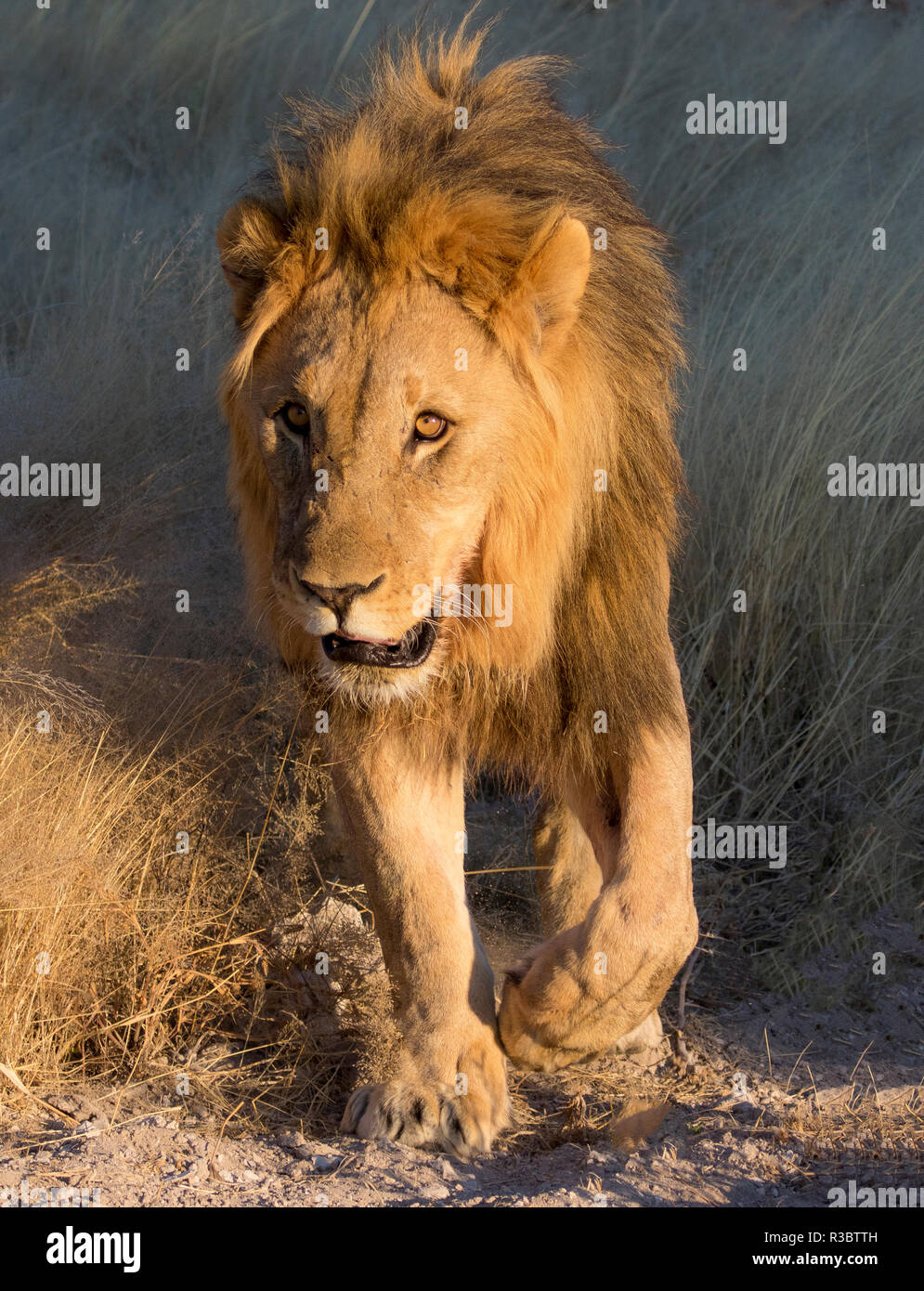 Leone maschio vicino waterhole Etosha National Park, Namibia Foto Stock