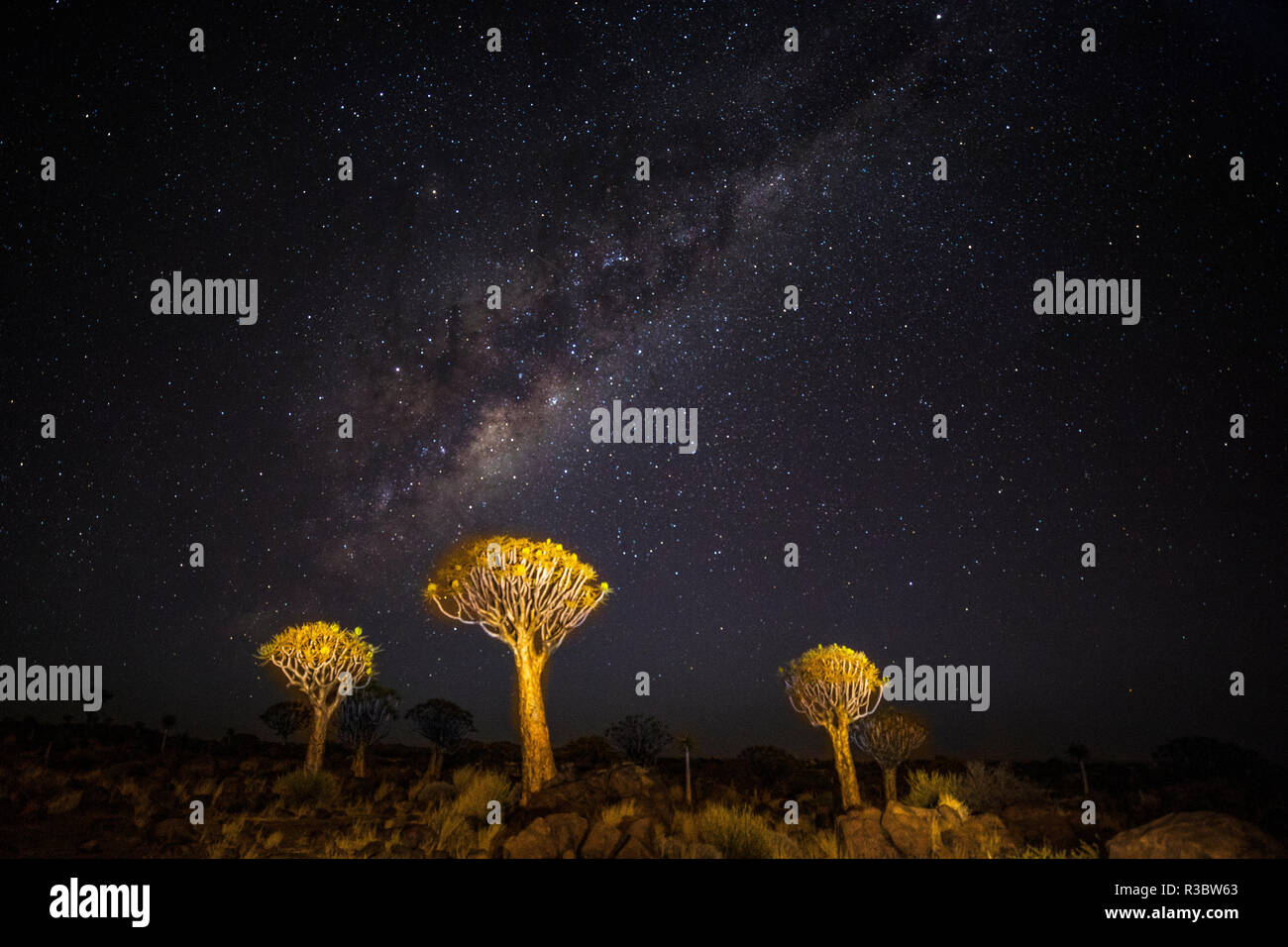 Africa, Namibia, Keetmanshoop. Via Lattea oltre il Quiver Tree Forest Foto Stock