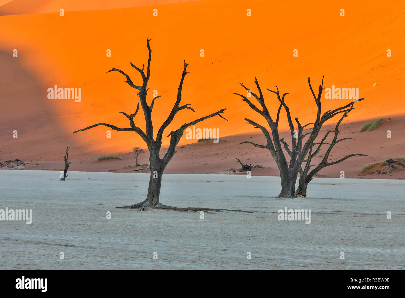 Africa, Namibia, Sossusvlei. Morto di alberi di acacia in argilla bianca Pan a Deadvlei nella luce del mattino Foto Stock