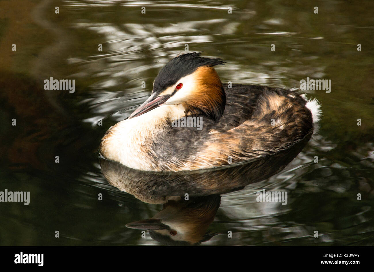 Svasso maggiore (Podiceps cristatus) in estate piumaggio. Foto Stock