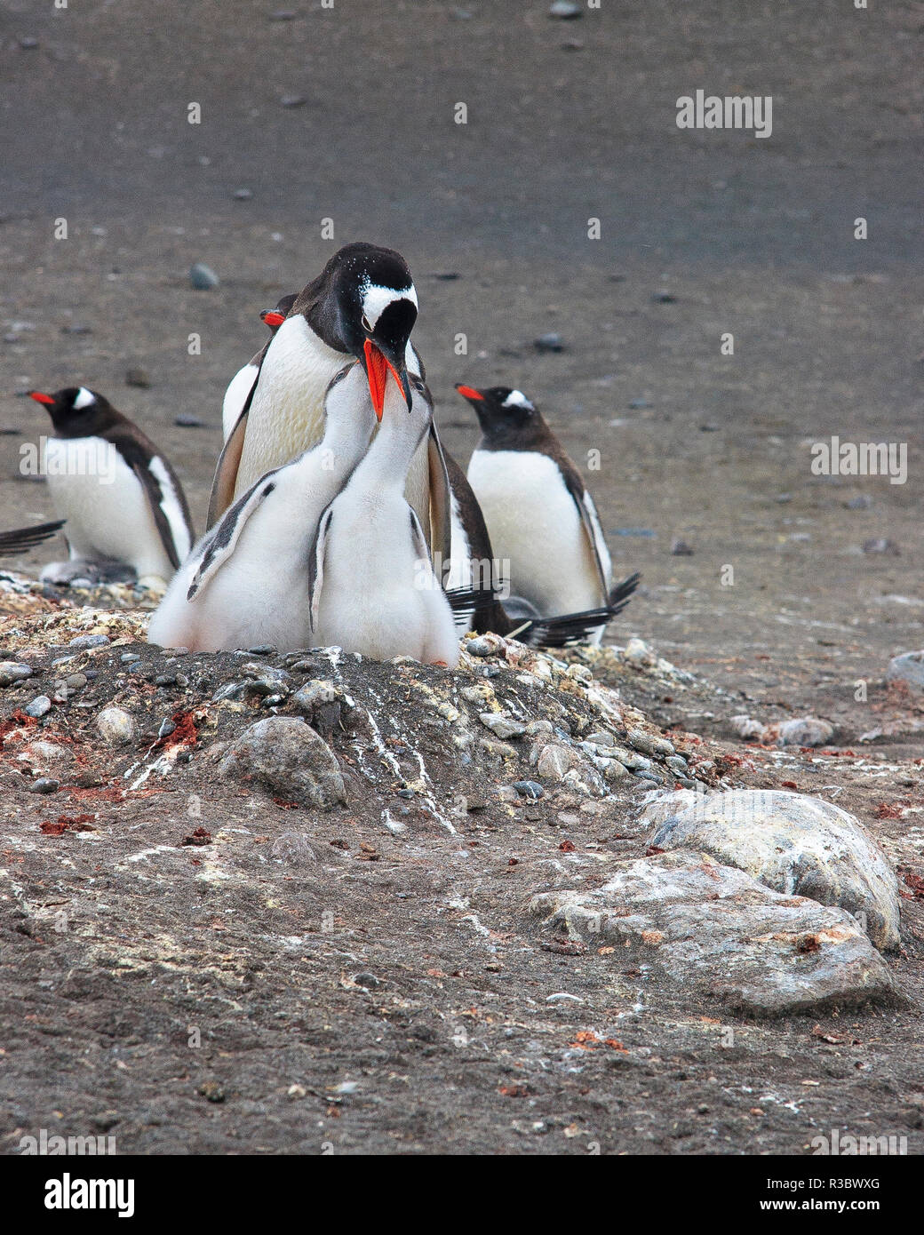 Pinguino Gentoo. Barrientos isola, a sud le isole Shetland, Antartide. Foto Stock