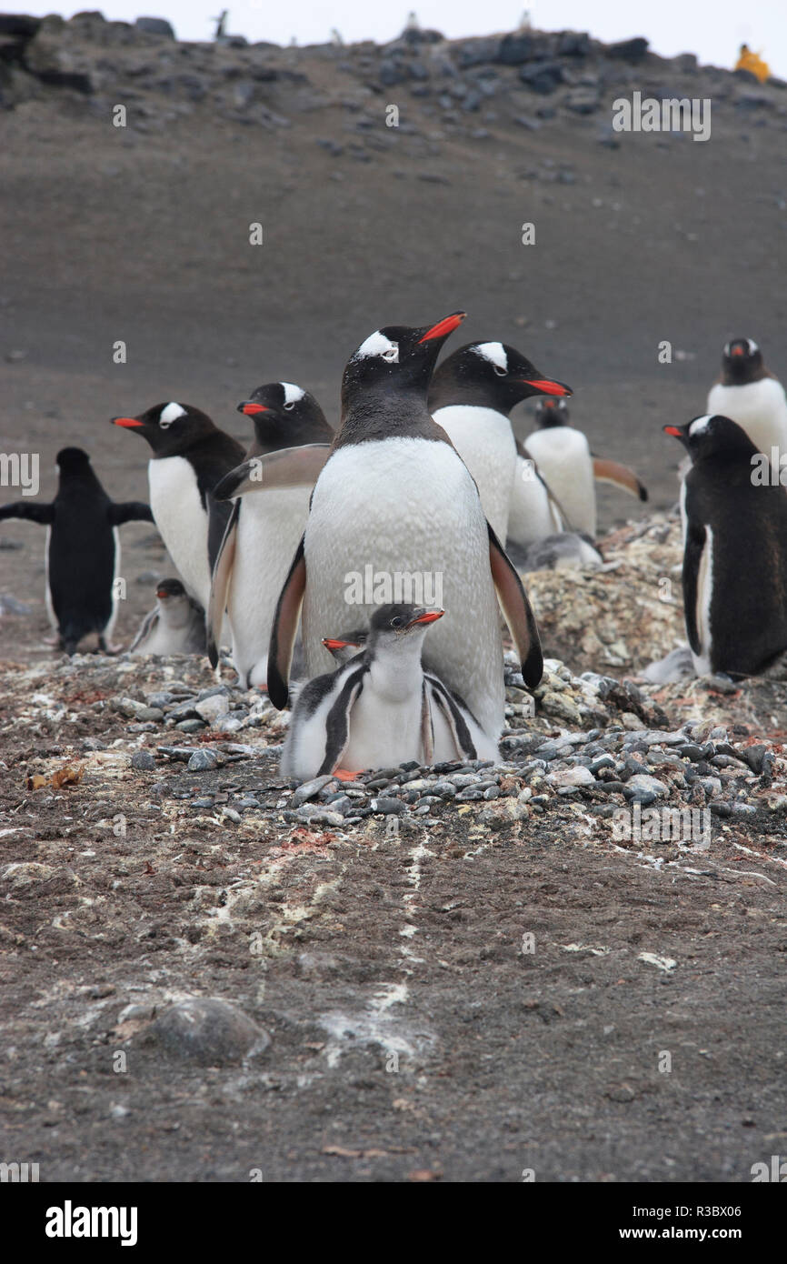 Pinguino Gentoo. Barrientos isola, a sud le isole Shetland in Antartide. Foto Stock