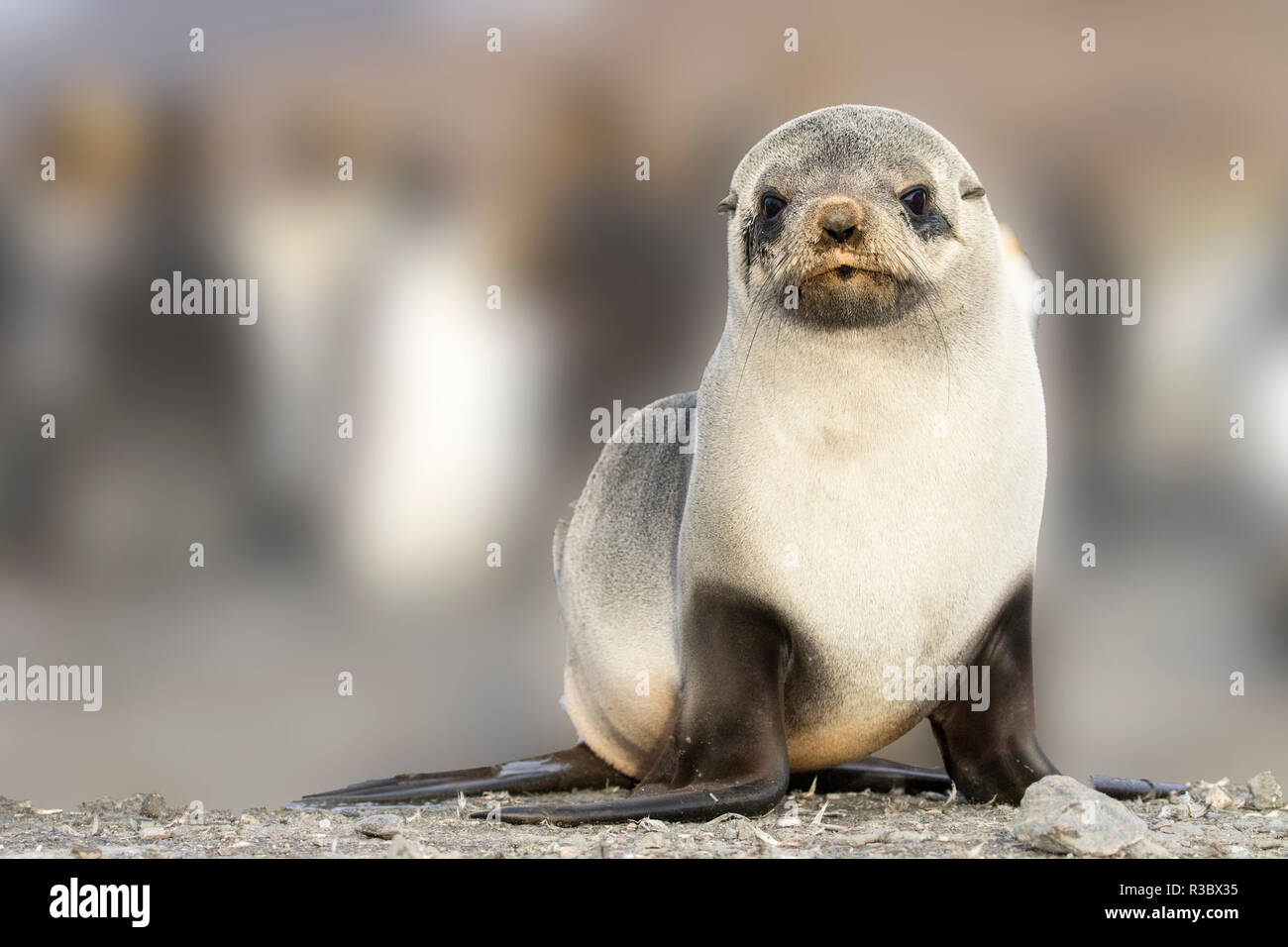 Ritratto di cucciolo di tenuta sulla spiaggia della Baia di St. Andrews, Georgia del sud le isole. Foto Stock