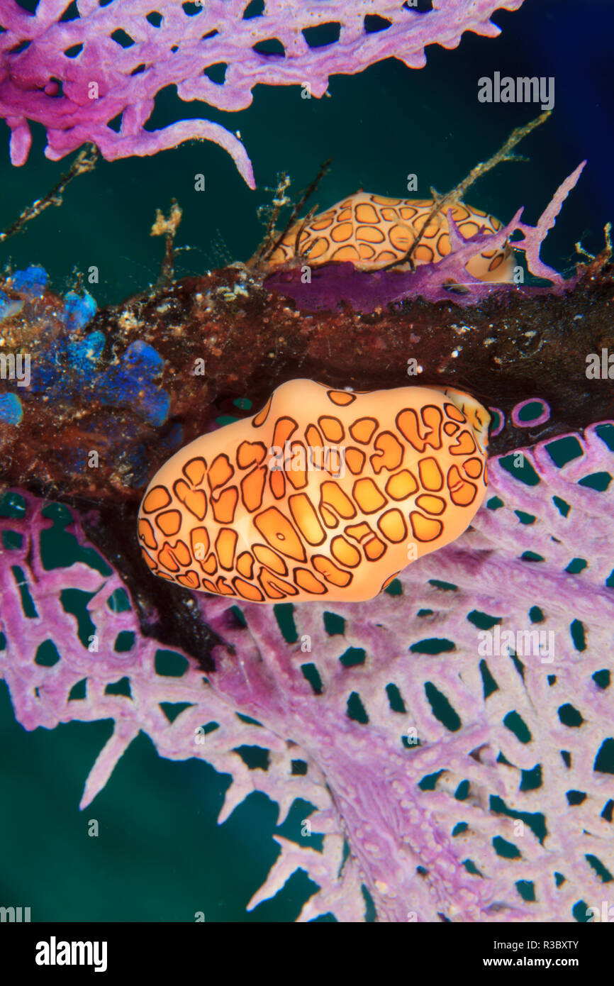 Flamingo Tongue lumaca (Cyphoma gibbosum), Northern Bahamas, dei Caraibi Foto Stock