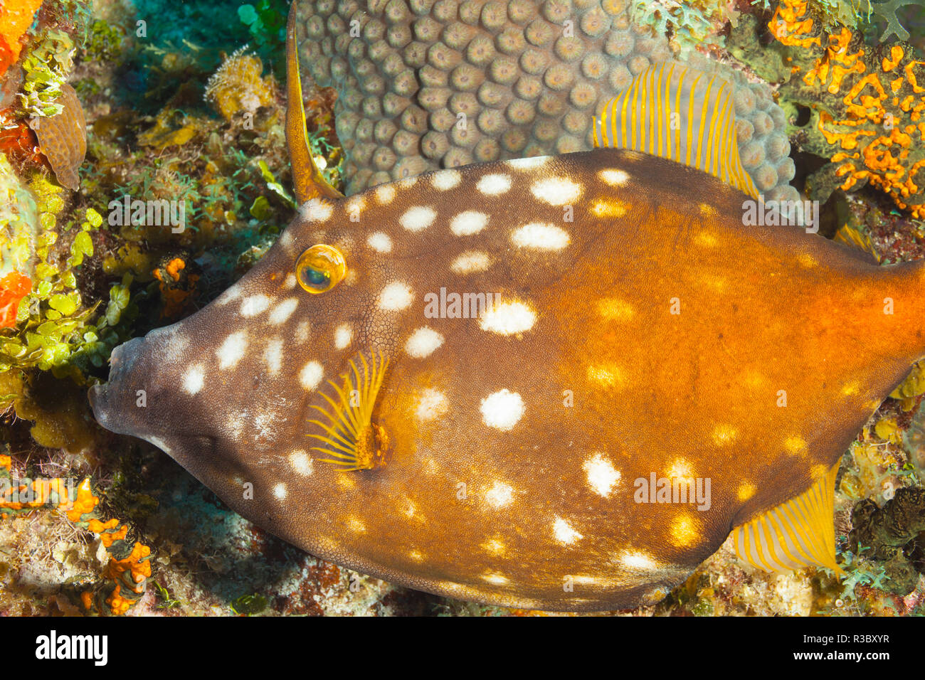 Northern Bahamas, dei Caraibi. Filefish. Foto Stock