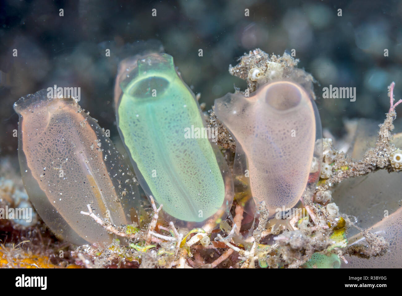 Tunicate è una marina animale invertebrato, membro del subphylum Tunicata, che è parte dell'Chordata, Foto Stock