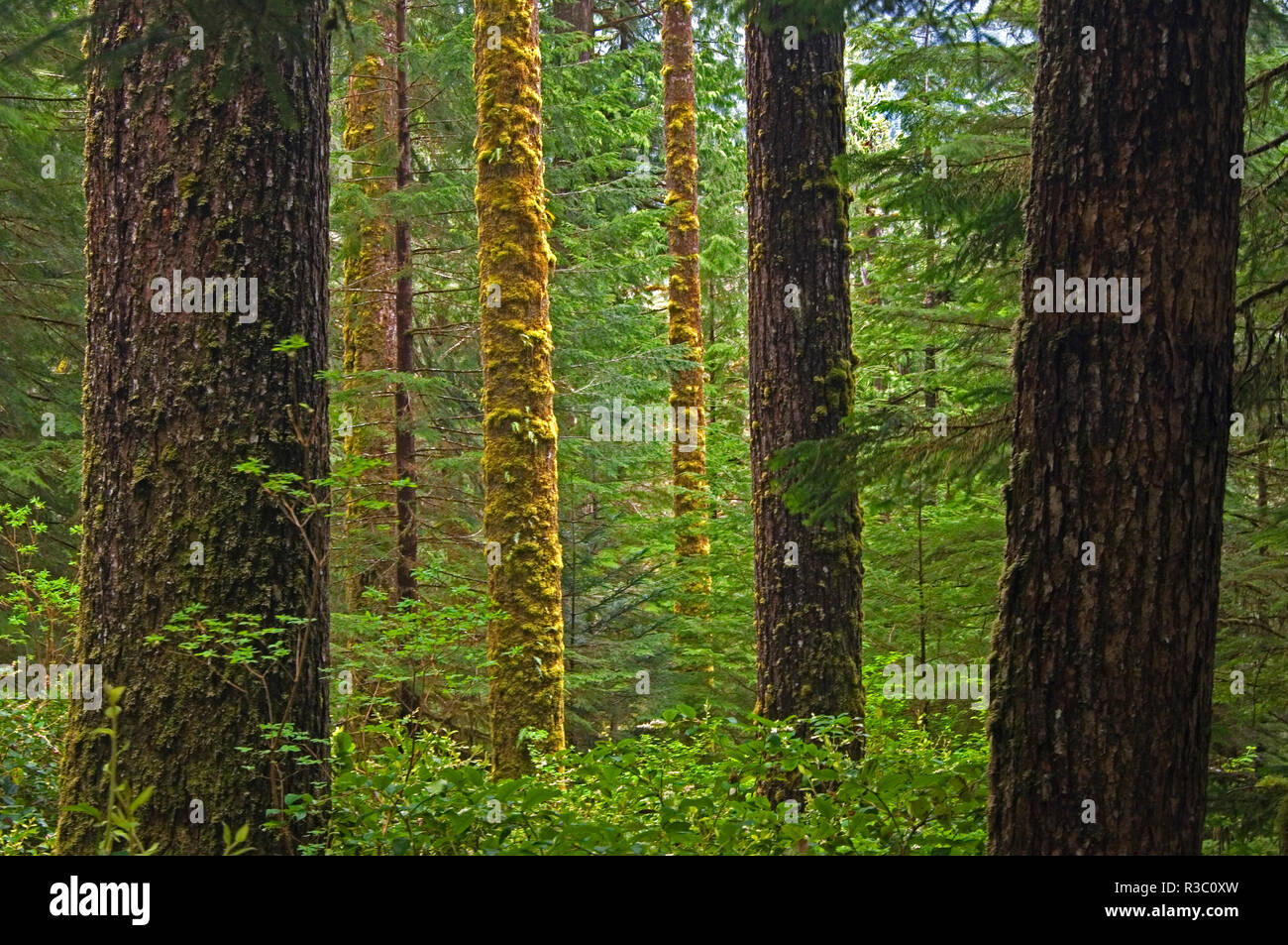 Canada, British Columbia. Foresta pluviale in Carmanah-Walbran Parco Provinciale. Foto Stock