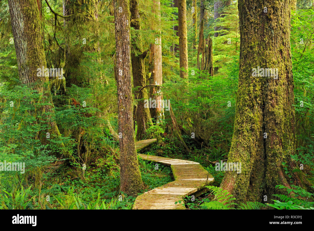 Canada, British Columbia, Carmanah-Walbran Parco Provinciale. Passeggiata nella foresta pluviale costiera. Foto Stock