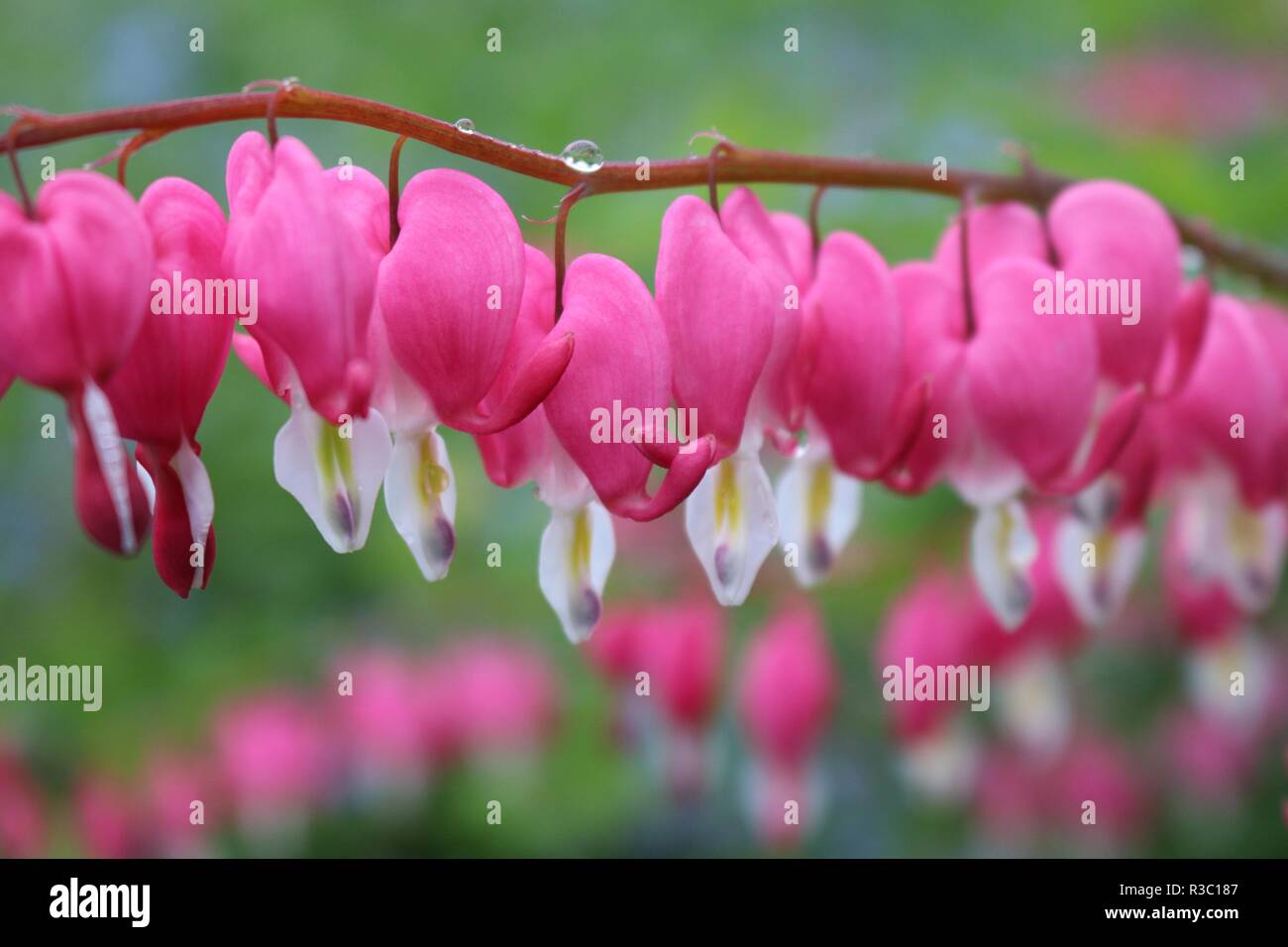 Giardino boarders Foto Stock