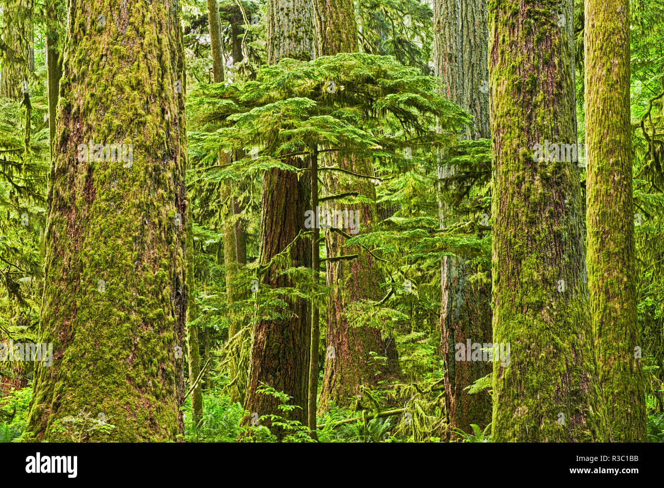 Canada, British Columbia. Giovane albero nel mezzo di vecchi alberi nella foresta pluviale. Foto Stock