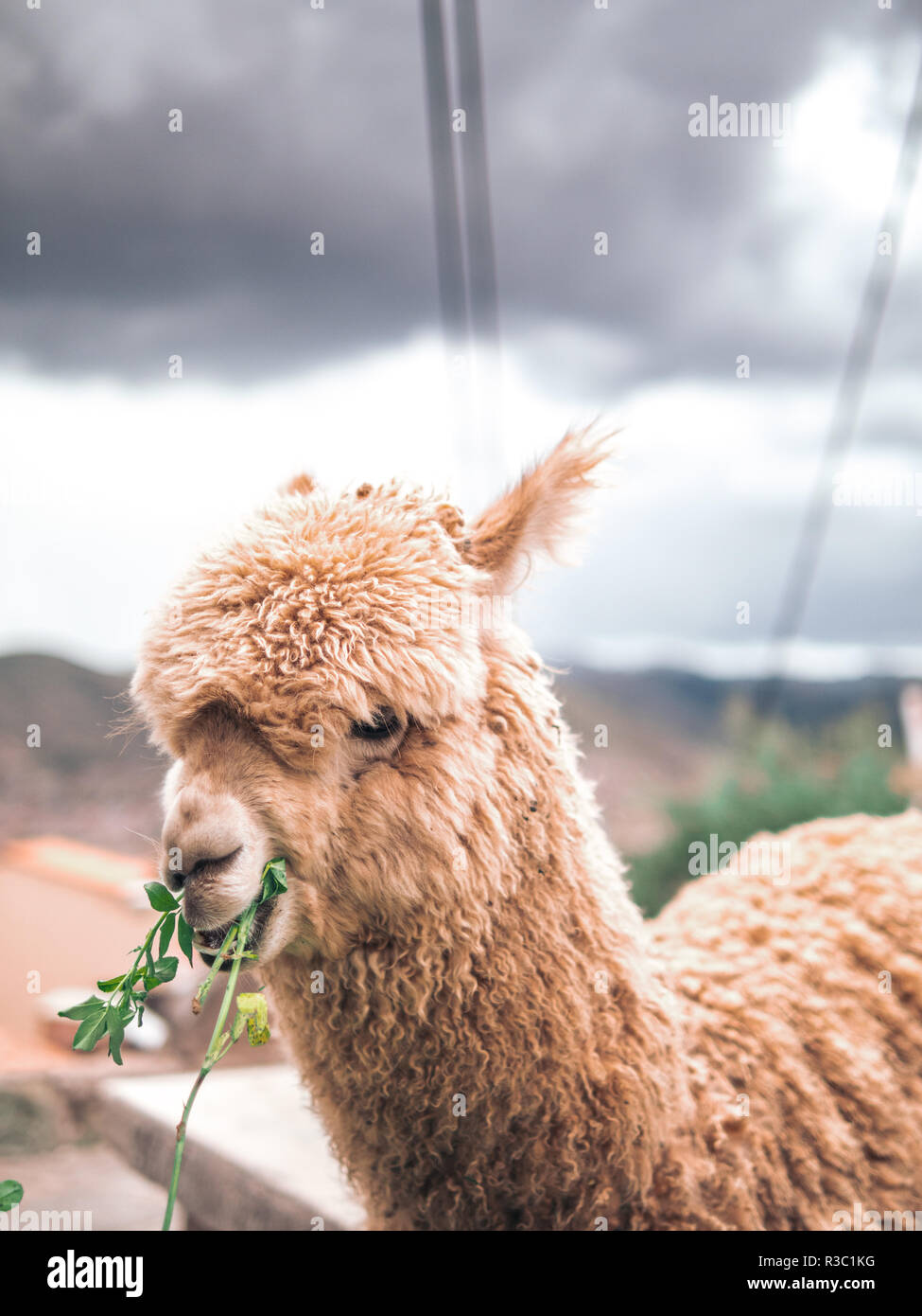 Tipici peruviani llama a mangiare nel mercato di Cusco Foto Stock