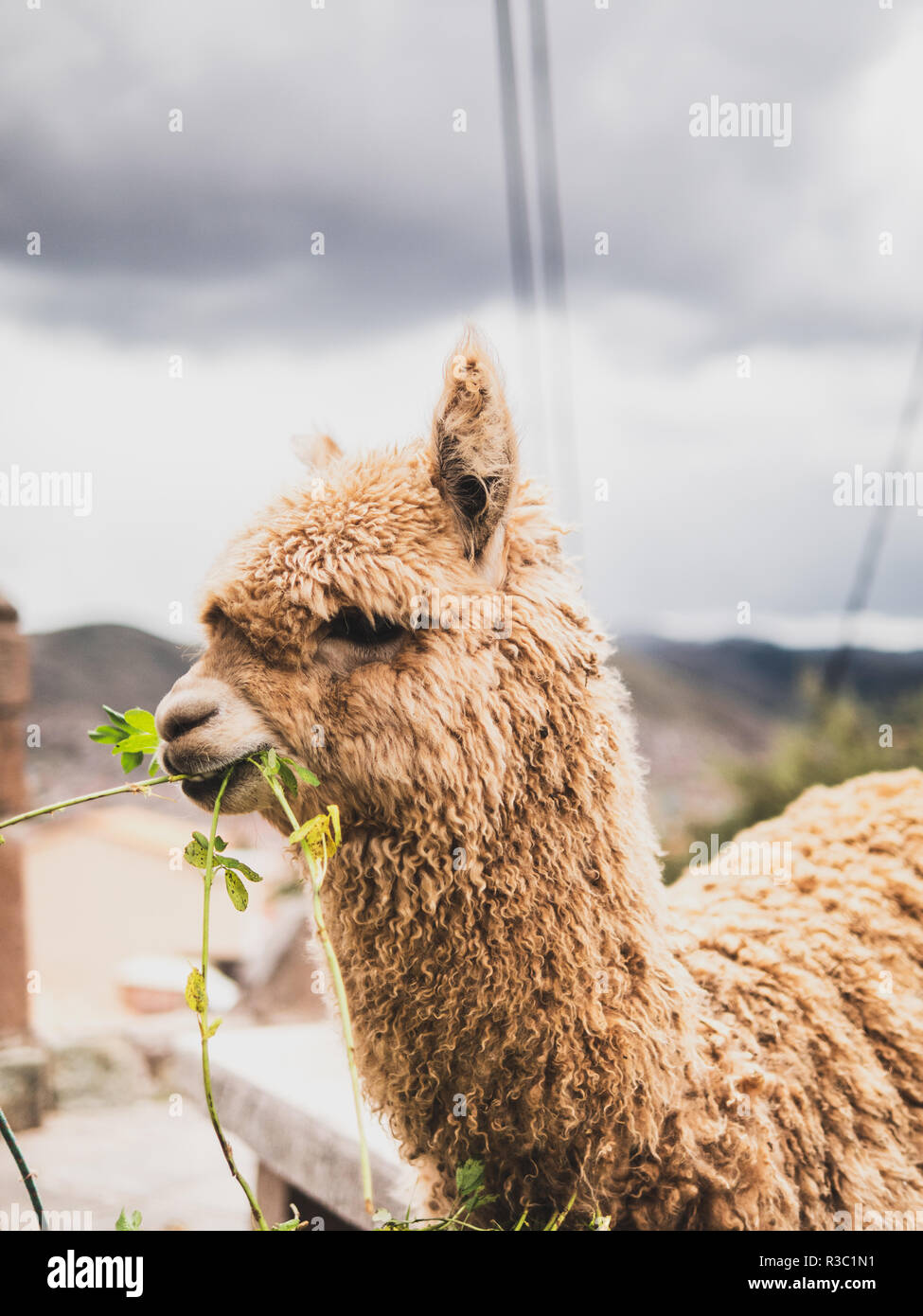 Tipici peruviani llama a mangiare nel mercato di Cusco Foto Stock