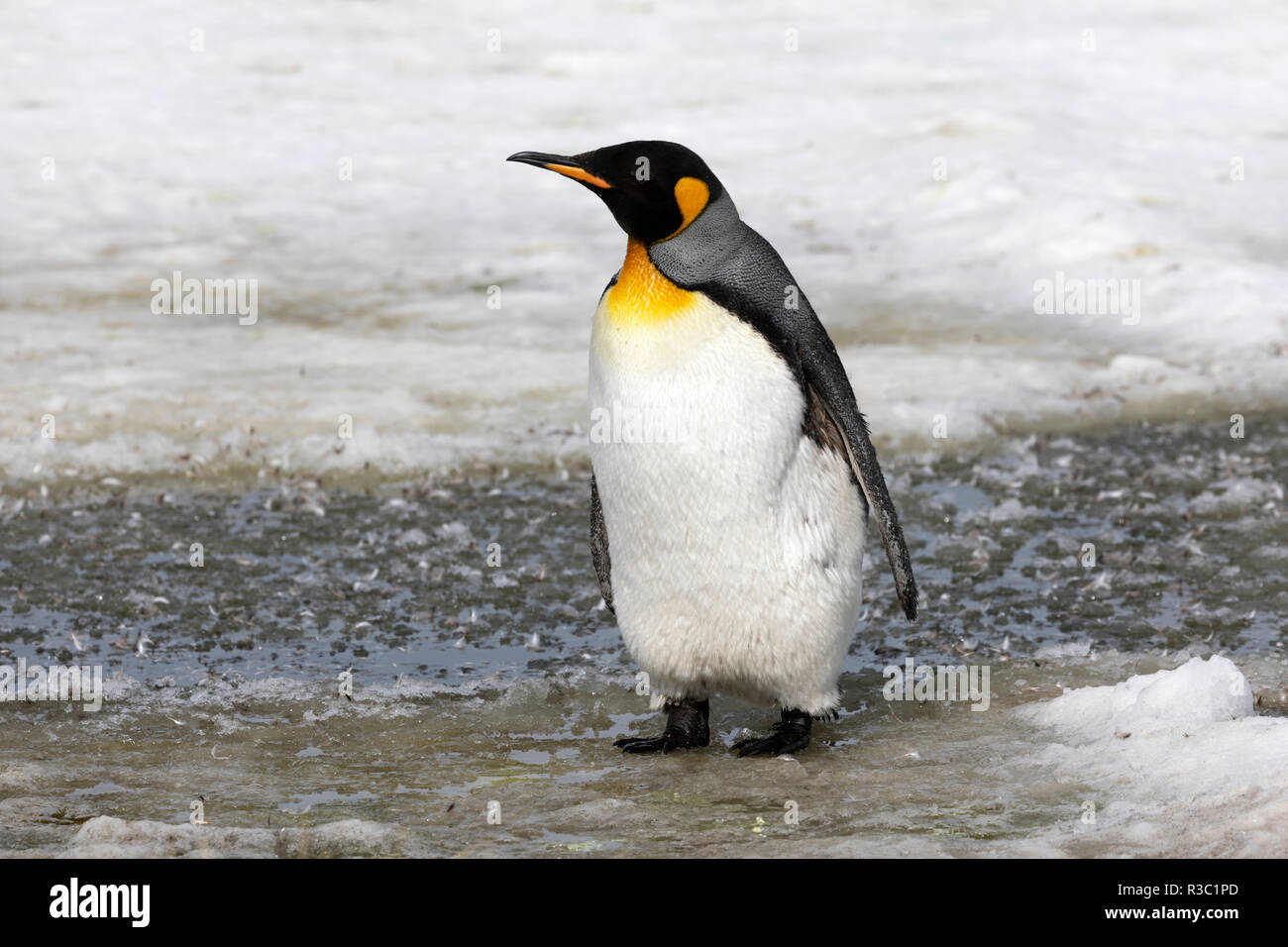 Un bambino re penguin waddles in granita su Salisbury Plain sulla Georgia del Sud in Antartide Foto Stock