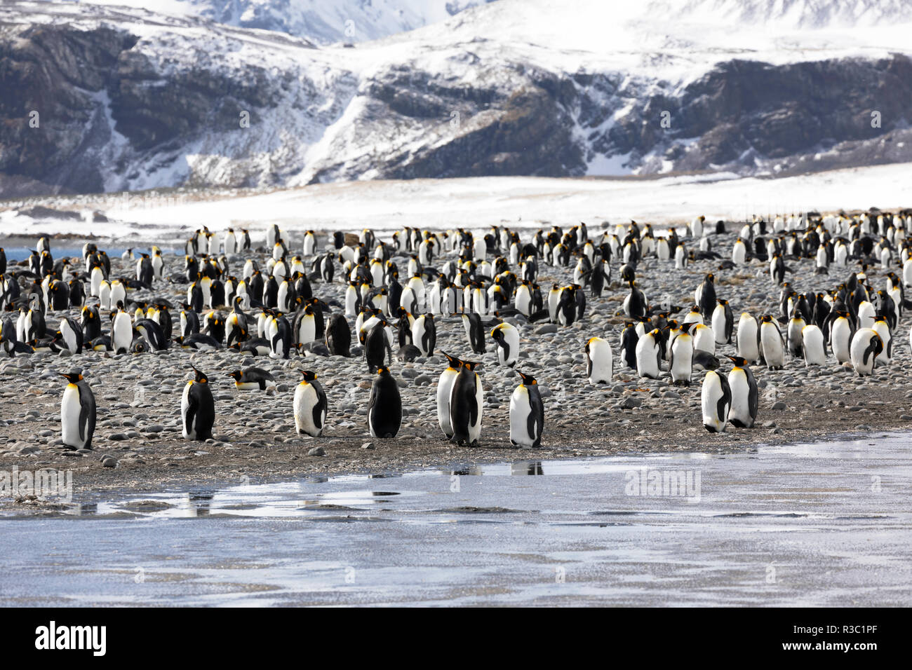 Una colonia di pinguini re su Salisbury Plain sulla Georgia del Sud in Antartide Foto Stock