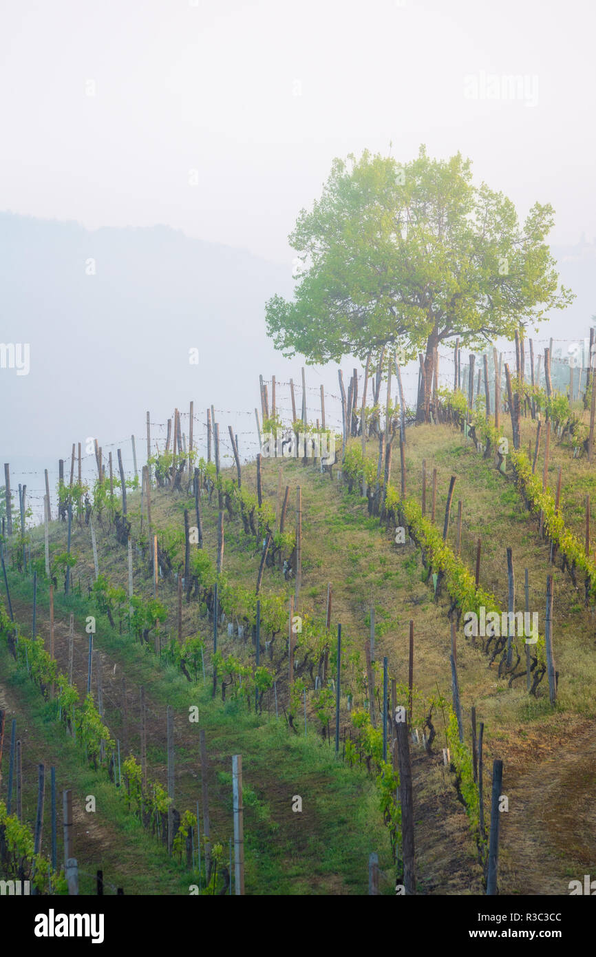 Nebbia di mattina su vigneto, Piemonte, Italia Foto Stock