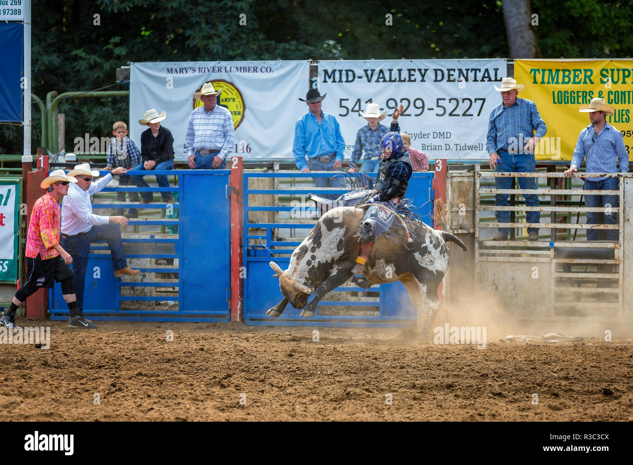 Bull concorso di equitazione, Philomath Frolic & Rodeo, Oregon, Stati Uniti d'America Foto Stock