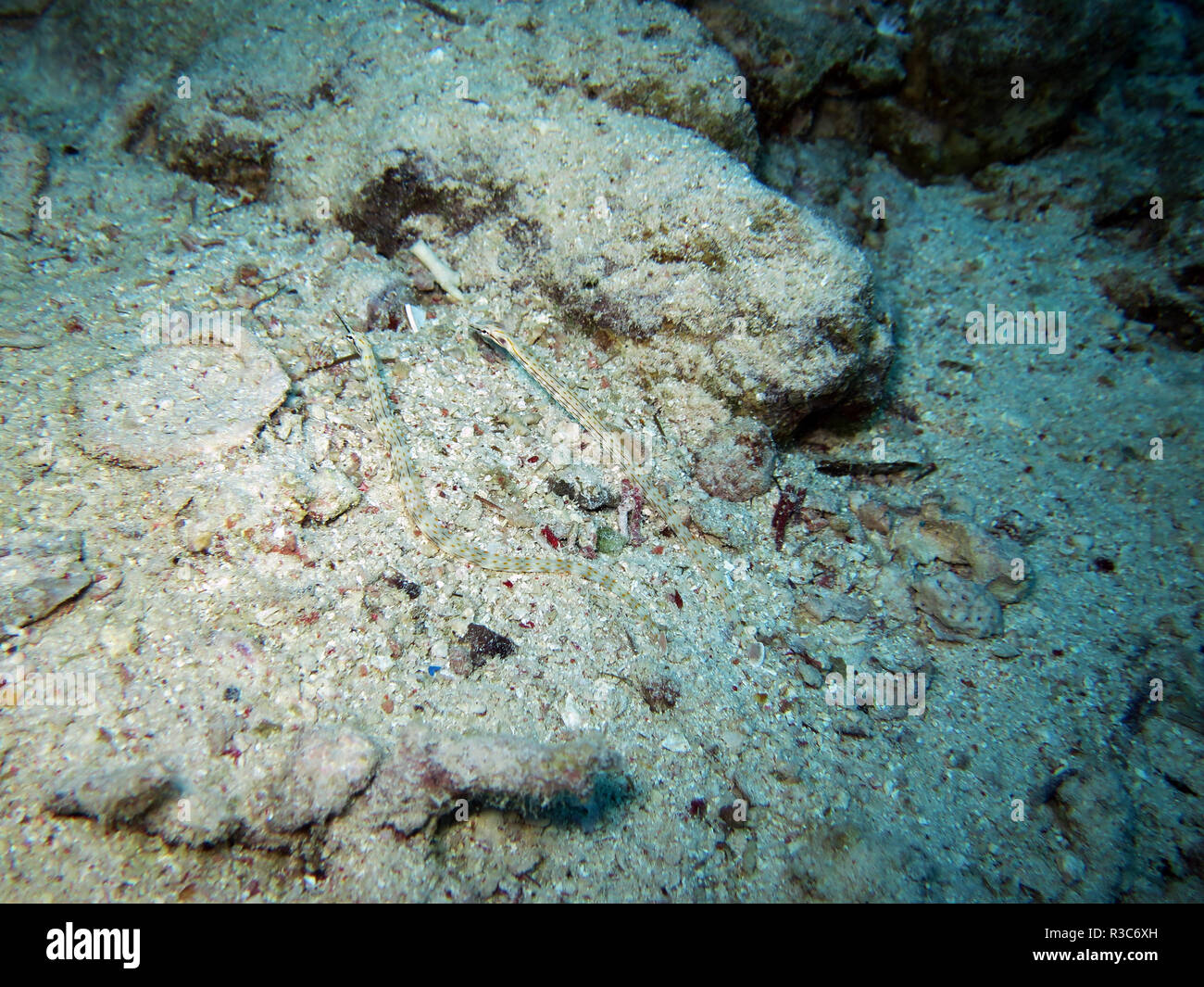 Aghi di rete - corythoichthys flavofasciatus Foto Stock