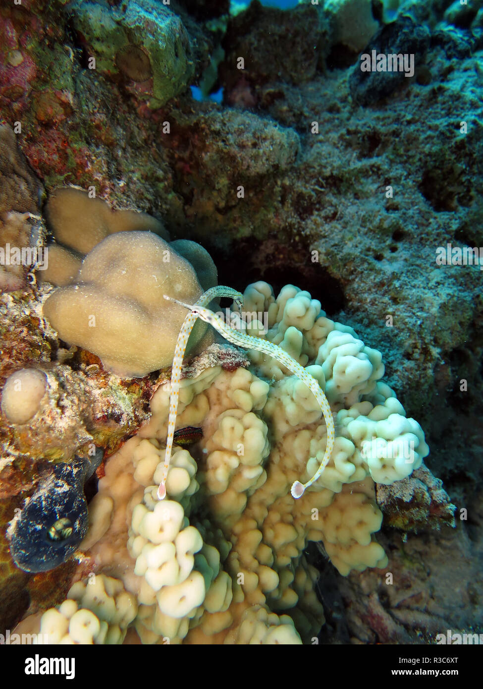 Rete - pipefish corythoichthys flavofasciatus Foto Stock