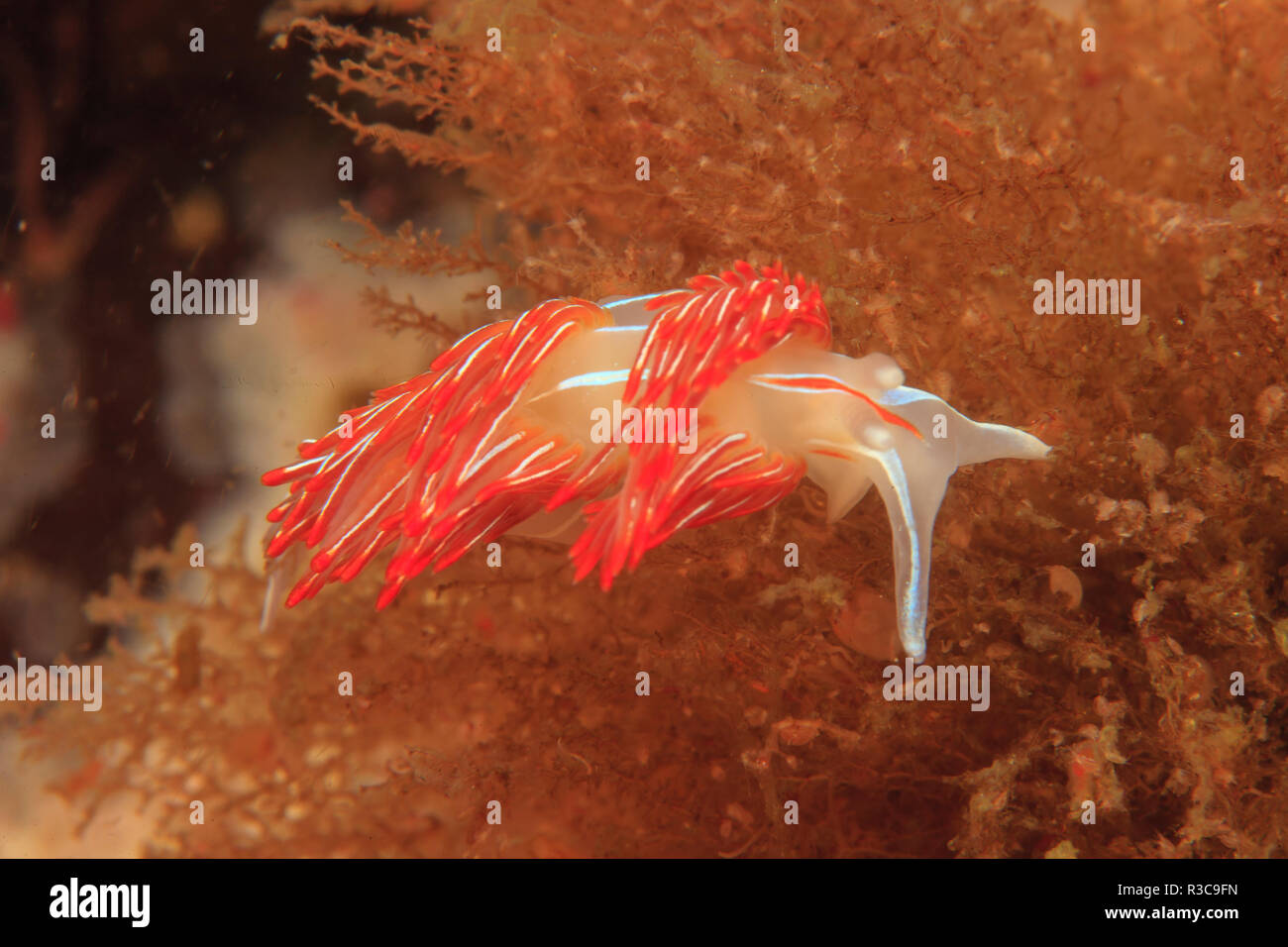 Nudibranch opalescente (Hermissenda crassicornis) alimentazione sulla bocca Rosa Hydroids (Tubularia marina), Saint Lazerius isola nei pressi di Sitka, Alaska, STATI UNITI D'AMERICA Foto Stock