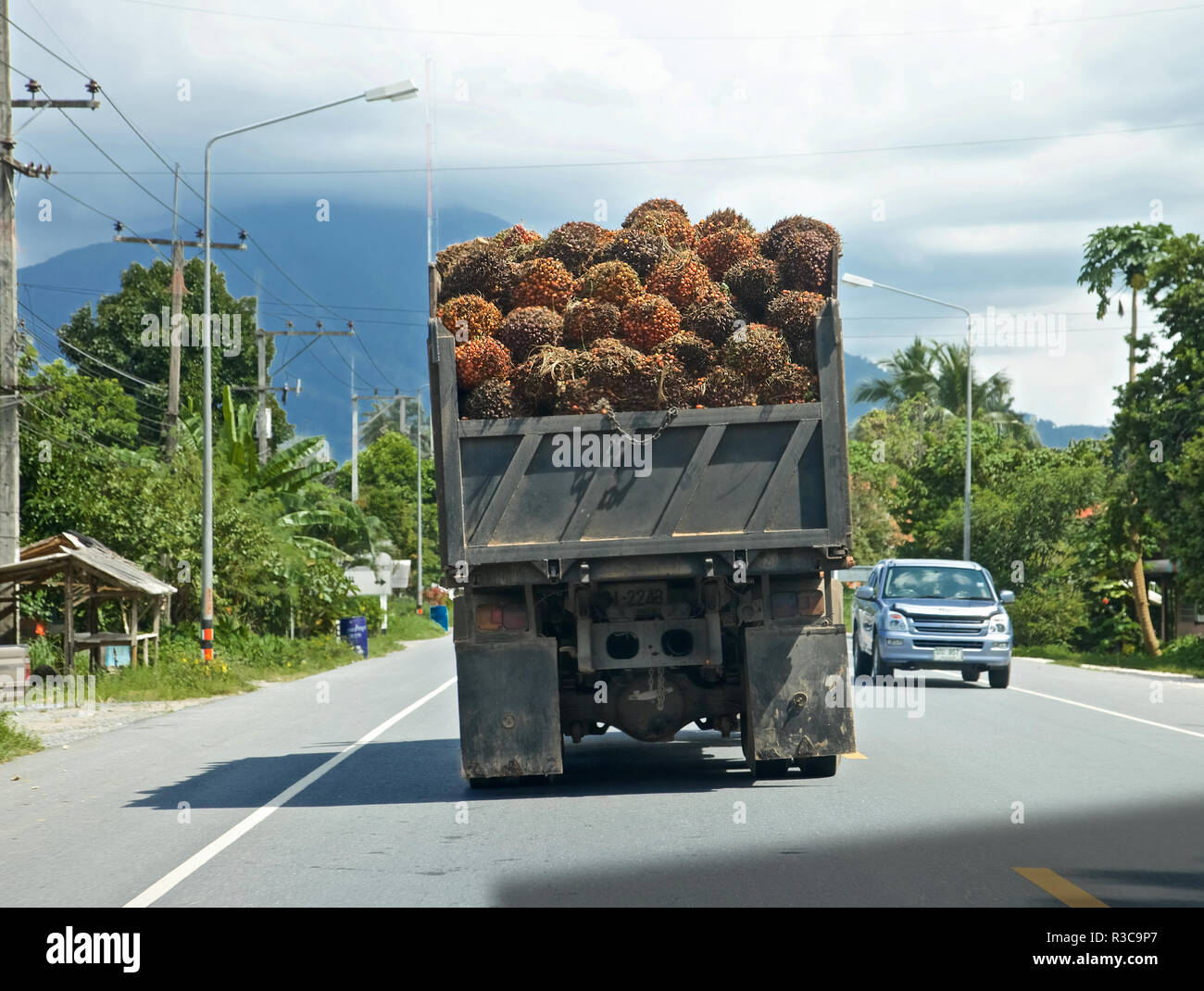 Un autocarro caricato con olio di palma, Thailandia Foto Stock