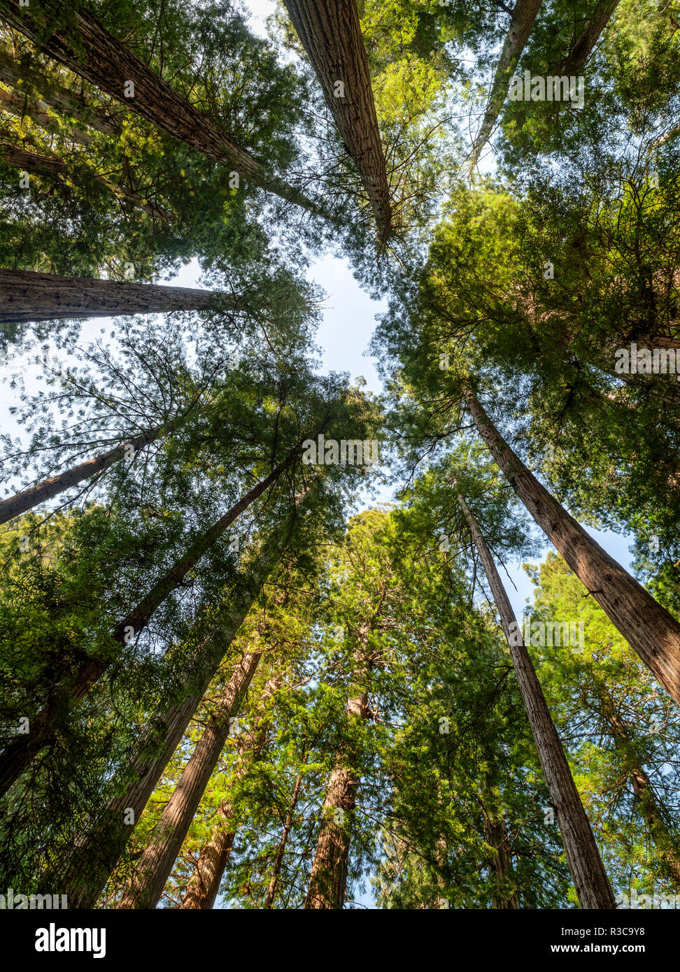 Stati Uniti, California, Redwood National e parchi statali. Redwood grove in Jedediah Smith Redwoods State Park Foto Stock