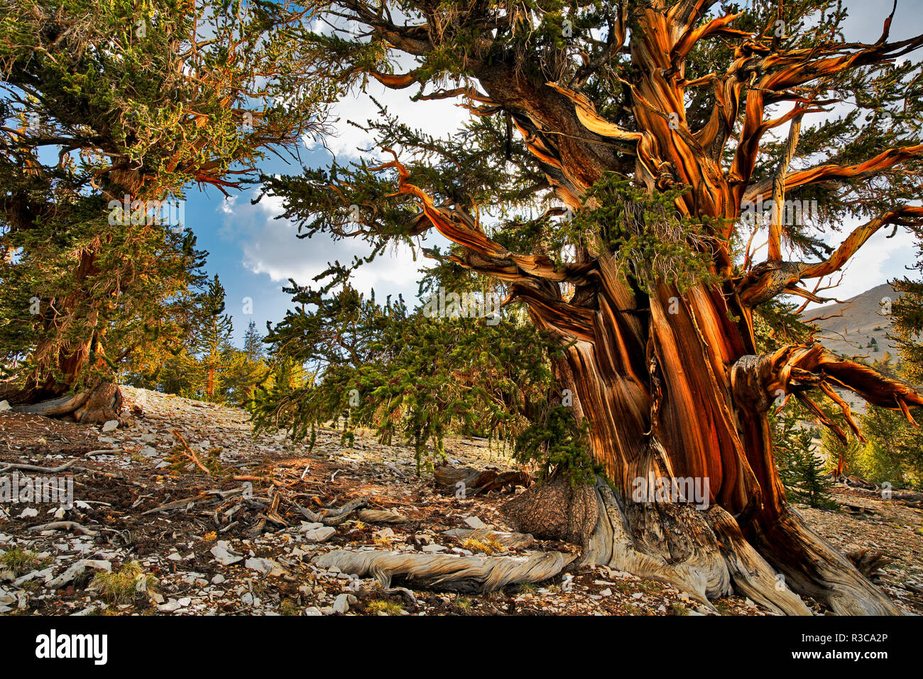 Antica bristlecone pine, White Mountains, Inyo County, California. Bacino Grande deserto, Pinus longaeva, Parco nazionale Great Basin Foto Stock