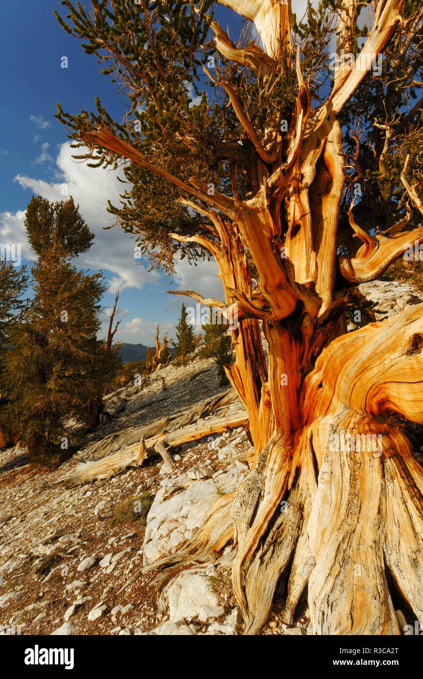 Antica bristlecone pine, White Mountains, Inyo County, California. Bacino Grande deserto, Pinus longaeva, Parco nazionale Great Basin Foto Stock