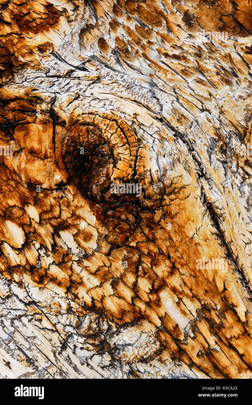 Pattern in corteccia di close-up di antichi pini bristlecone, White Mountains, Inyo County, California. Bacino Grande deserto, Pinus longaeva, Grande Bacino NP Foto Stock