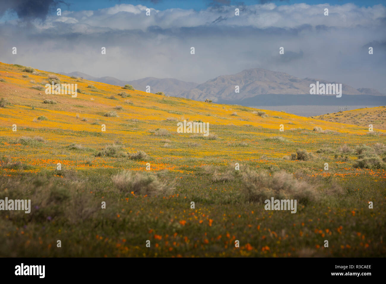 Stati Uniti, California, Mojave Desert. Goldfields flowers cover di una collina. Foto Stock