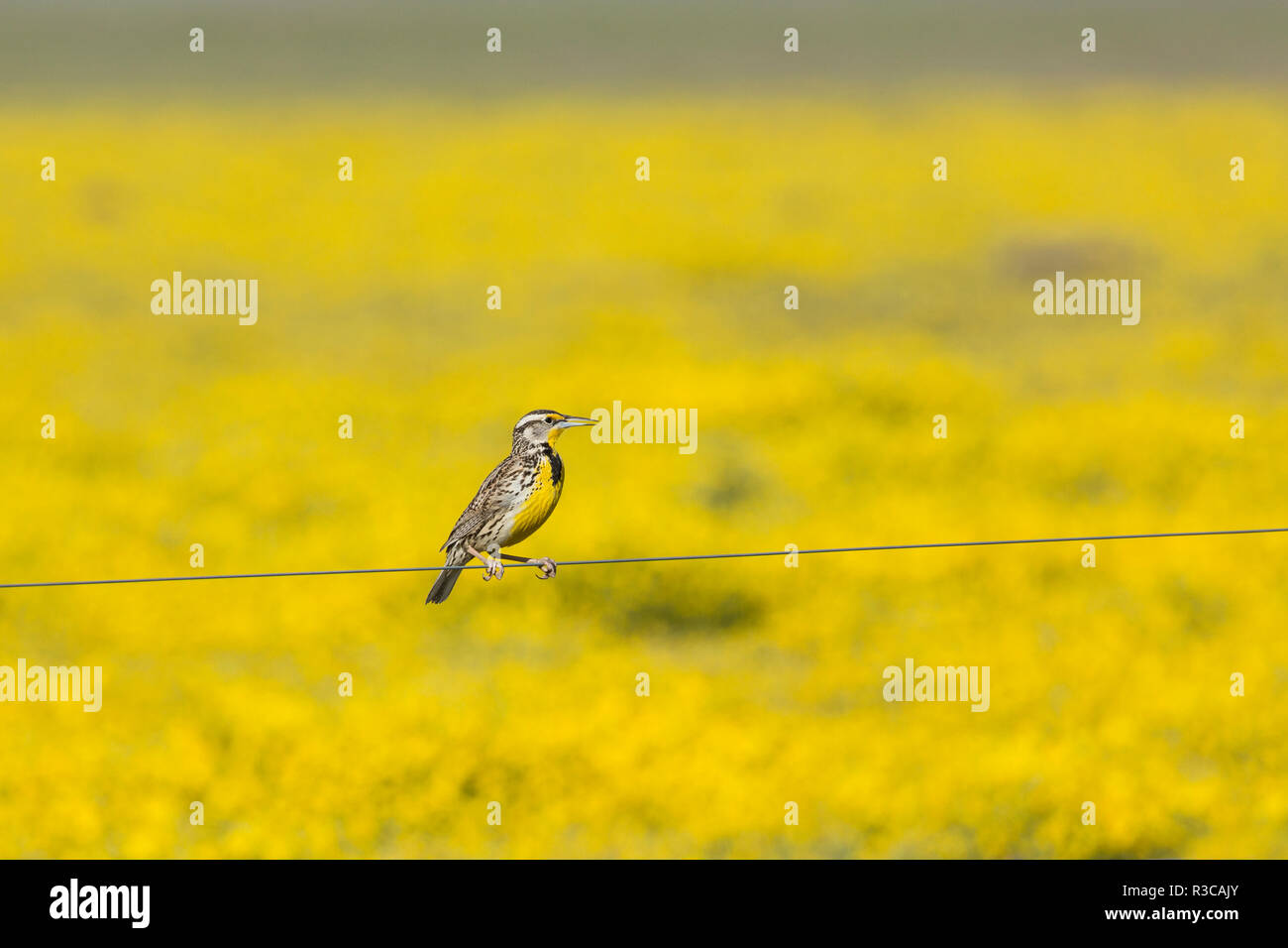 Voce maschile Western Meadowlark, Sturnella neglecta, posatoi su un filo di recinzione di fronte a un campo di fiori gialli in Carrizo Plains, California. Foto Stock