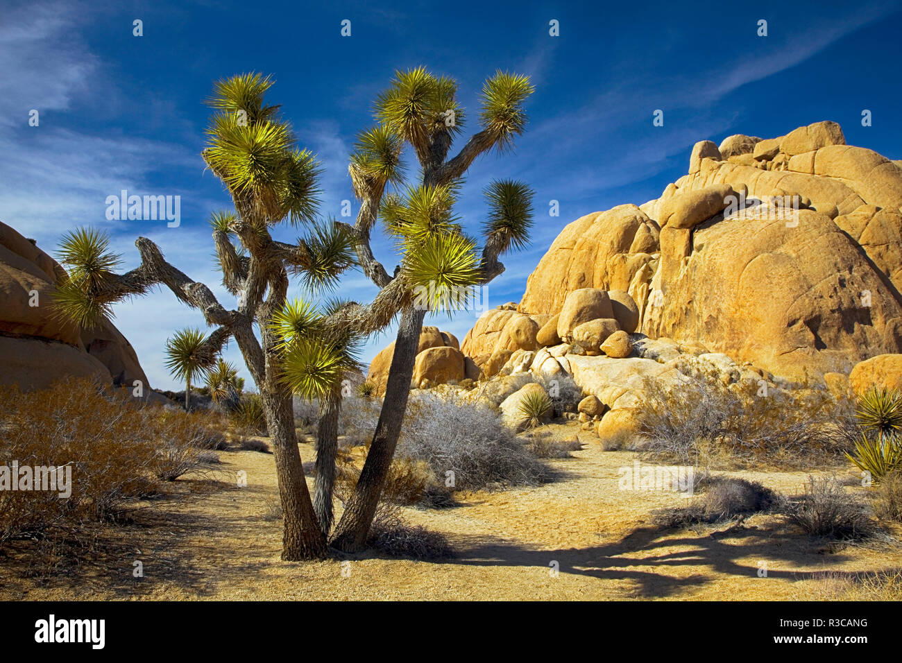 Stati Uniti, California, Joshua Tree National Park Foto Stock