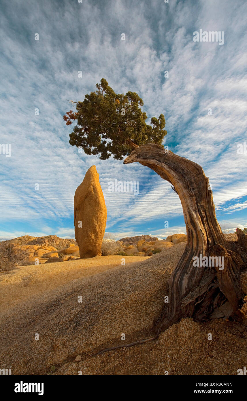 Stati Uniti, California, Joshua Tree National Park Foto Stock