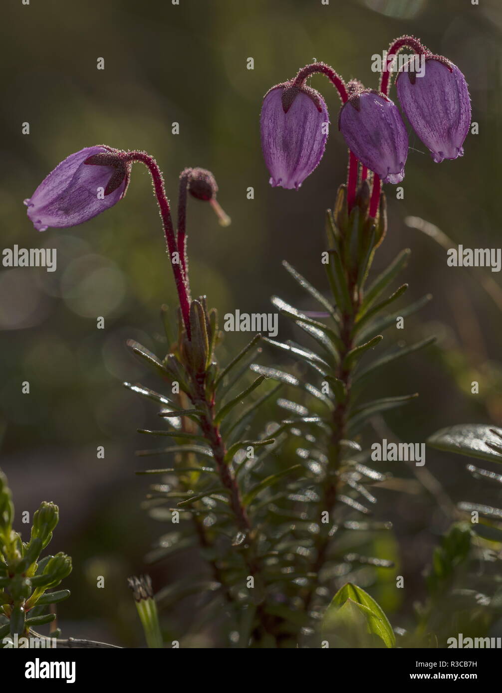 Blue heath, Phyllodoce caerulea, in fiore. Molto rara nel Regno Unito. Foto Stock