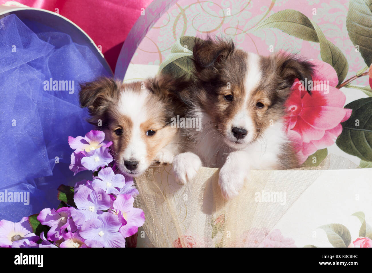 Shetland Sheepdog cuccioli (PR) Foto Stock