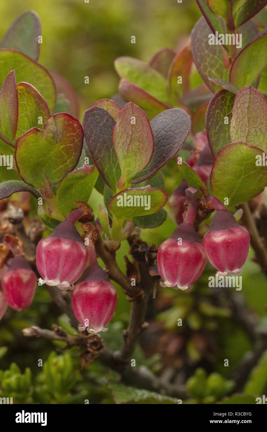 Il mirtillo settentrionale, nella sua forma artico, Vaccinium uliginosum subsp. microphyllum, in fiore. Arctic Svezia. Foto Stock