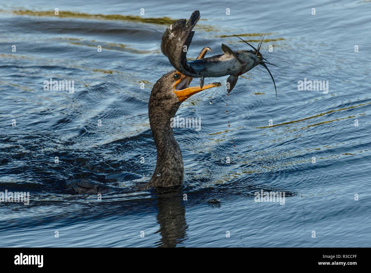 Doppio di cormorani crestato con pesce gatto nel becco, Phalacrocorax auritus, Venezia Rookery, Venice, in Florida. Foto Stock