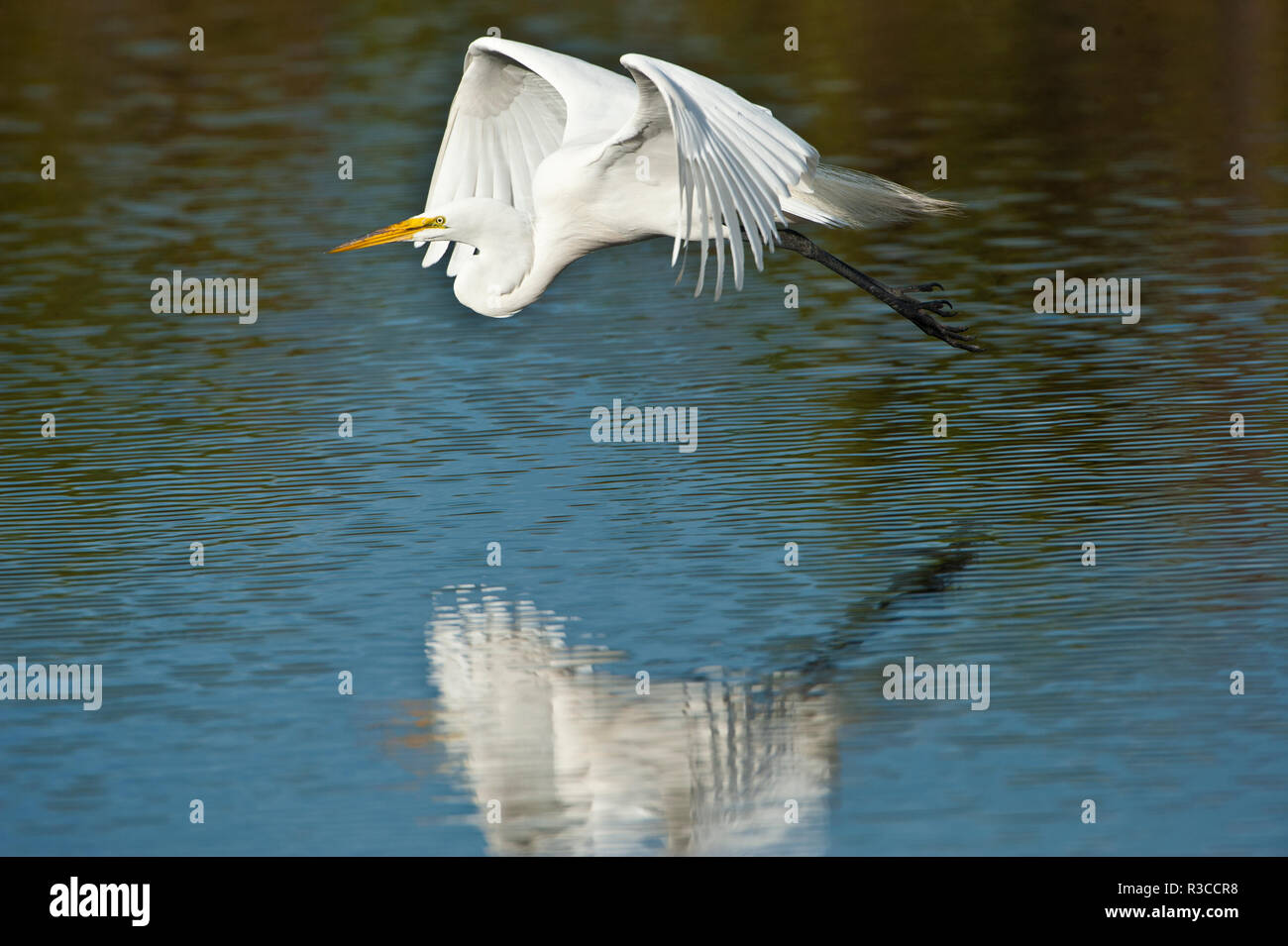 Stati Uniti d'America, Florida, Venezia Audubon Rookery, Airone bianco maggiore, volare e riflessa Foto Stock