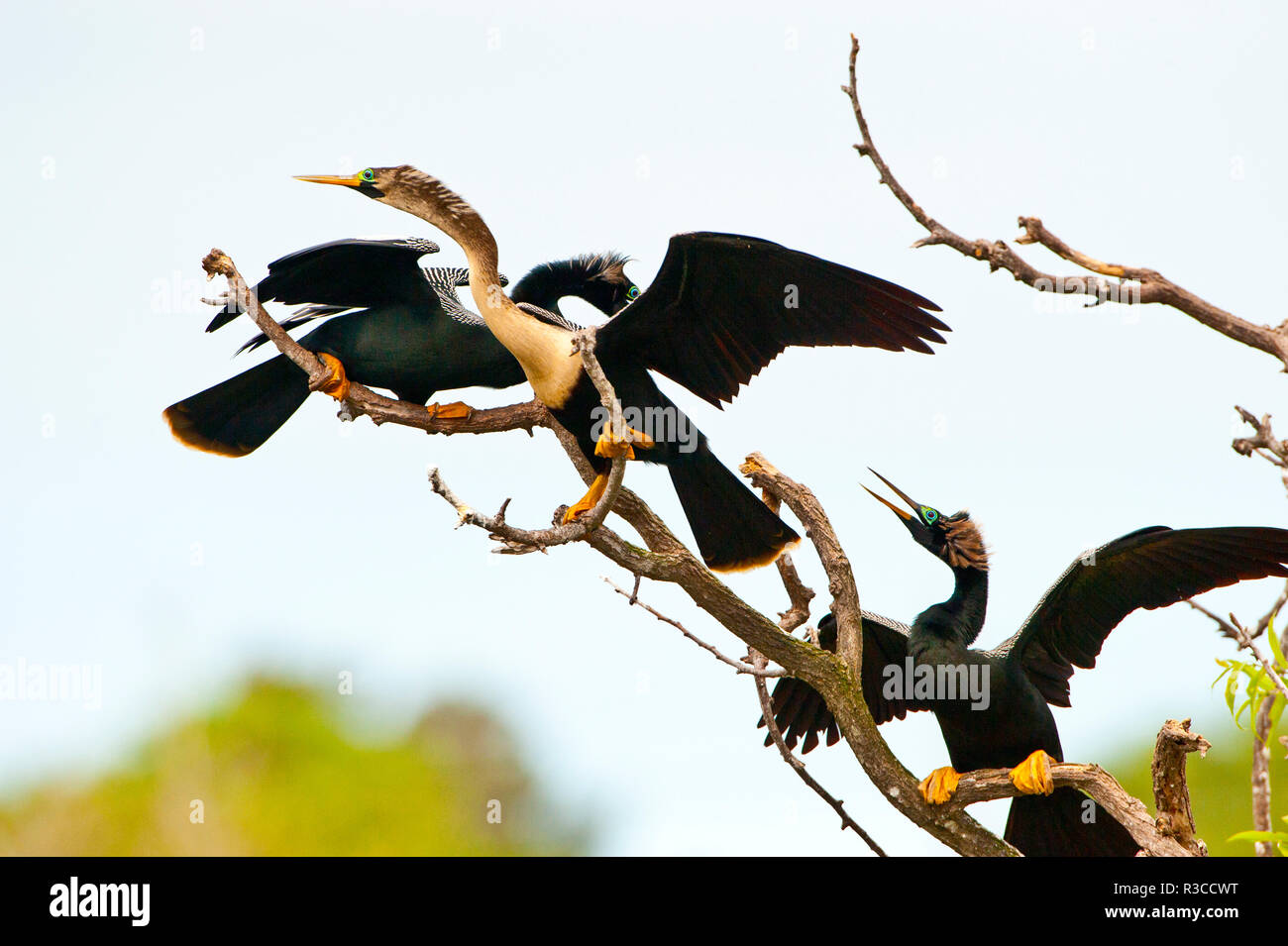 Stati Uniti d'America, Florida, Venezia. Audubon Rookery, anhinga maschi combattimenti su femmina Foto Stock