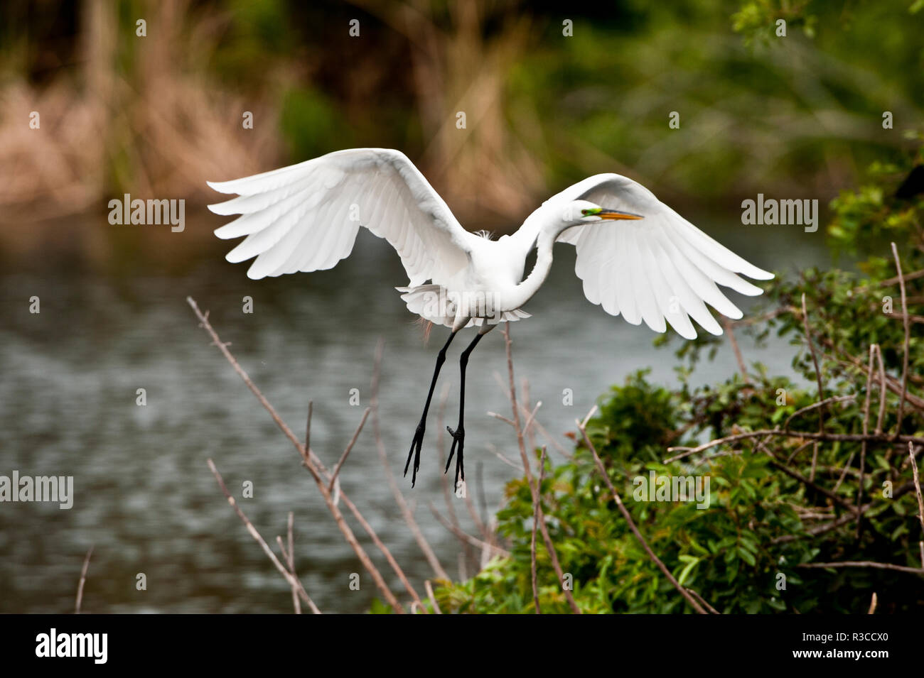 Stati Uniti d'America, Florida, Venezia. Audubon Rookery, Airone bianco maggiore in volo con materiale di nido, in atterraggio a nido. Foto Stock