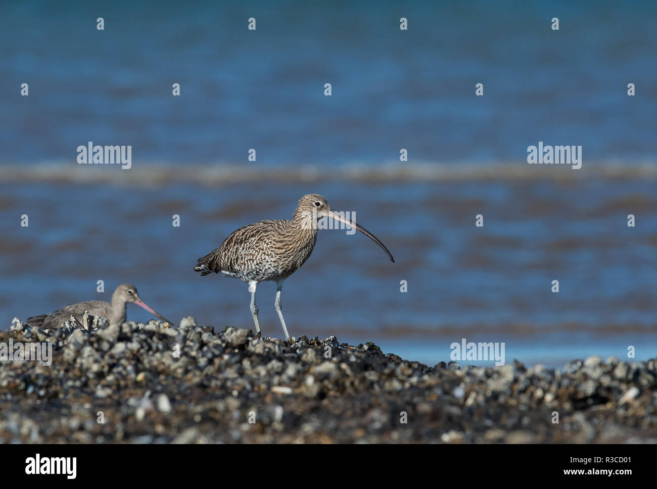 Curlew, Titchwell Beach, Norfolk Foto Stock