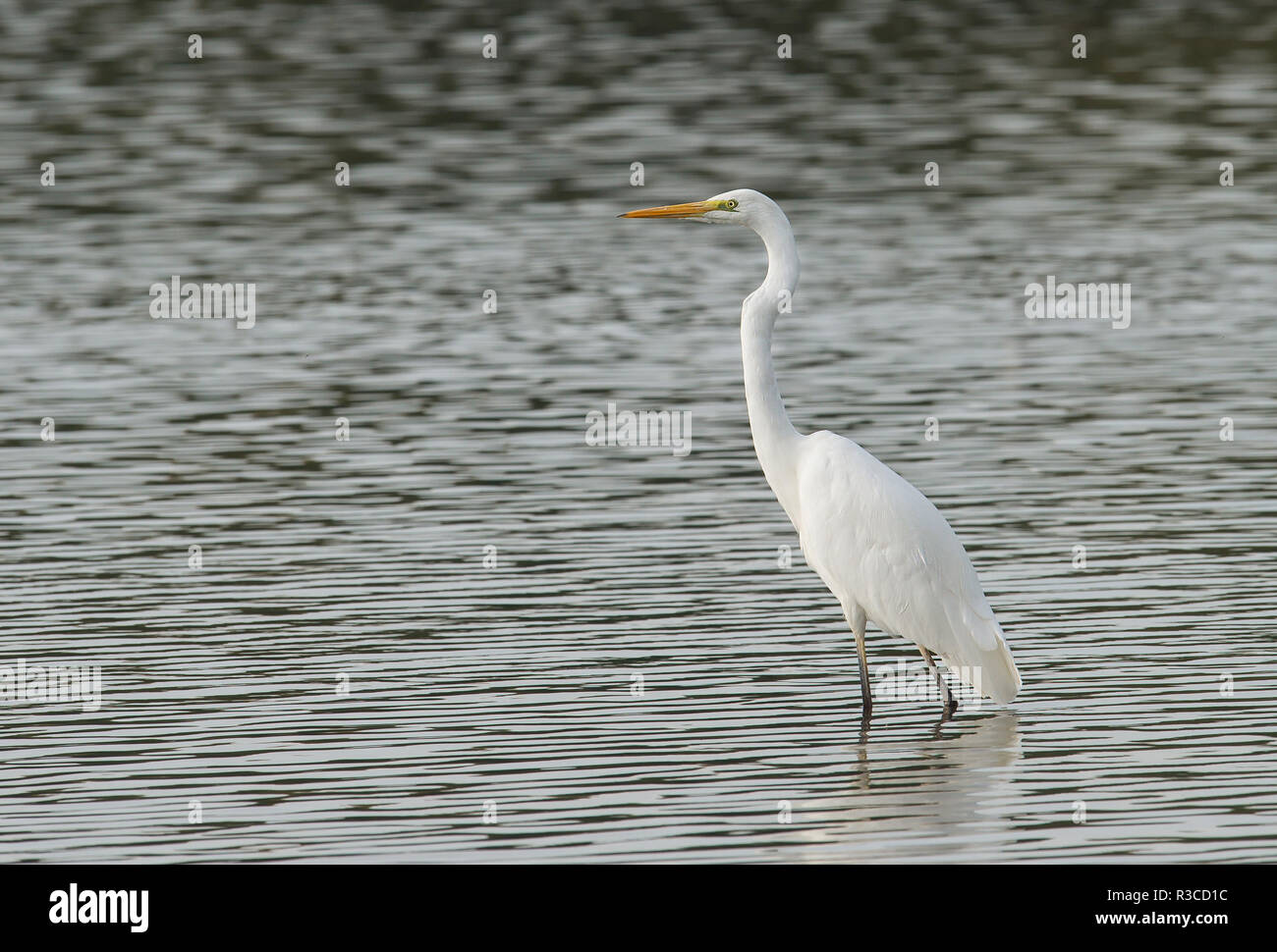 Grande airone bianco, Rutland acqua, Rutland Foto Stock