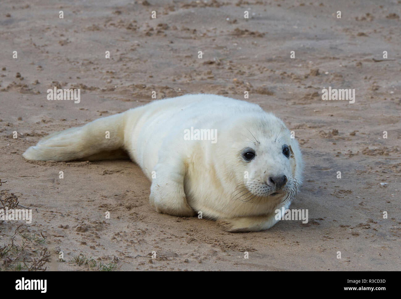 Guarnizione grigio pup, Donna Nook, Lincolnshire Foto Stock