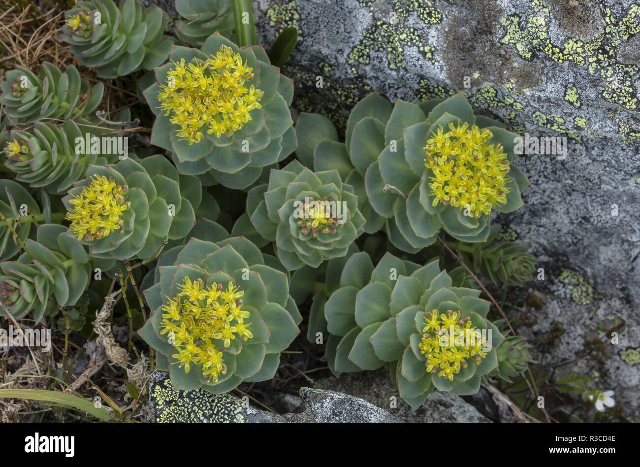 Radice di rose, Sedum roseum, in fiore nella tundra artica, nel nord della Svezia. Foto Stock