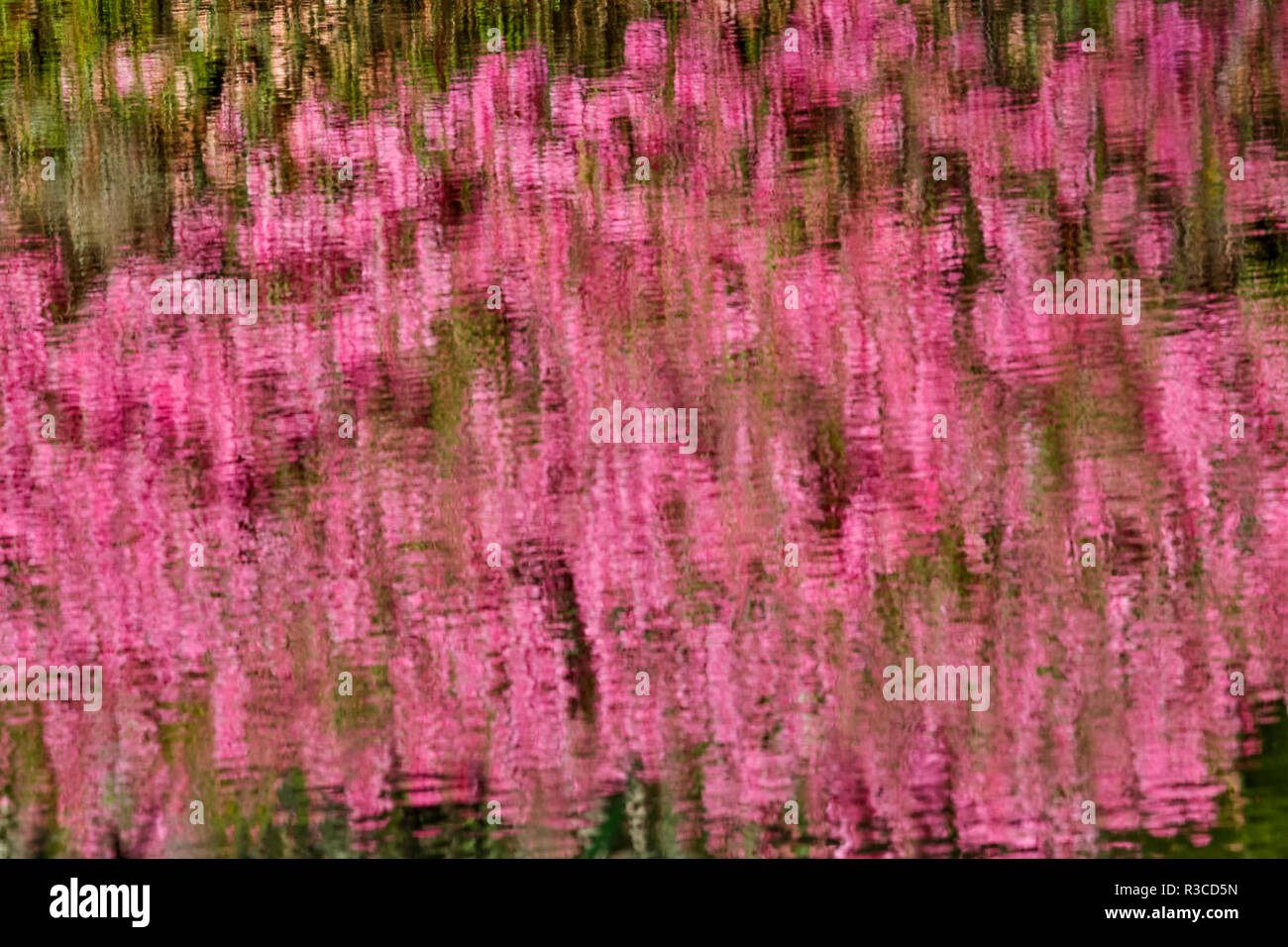 Riflessioni in stagno primavera colori, Callaway Gardens, Georgia Foto Stock