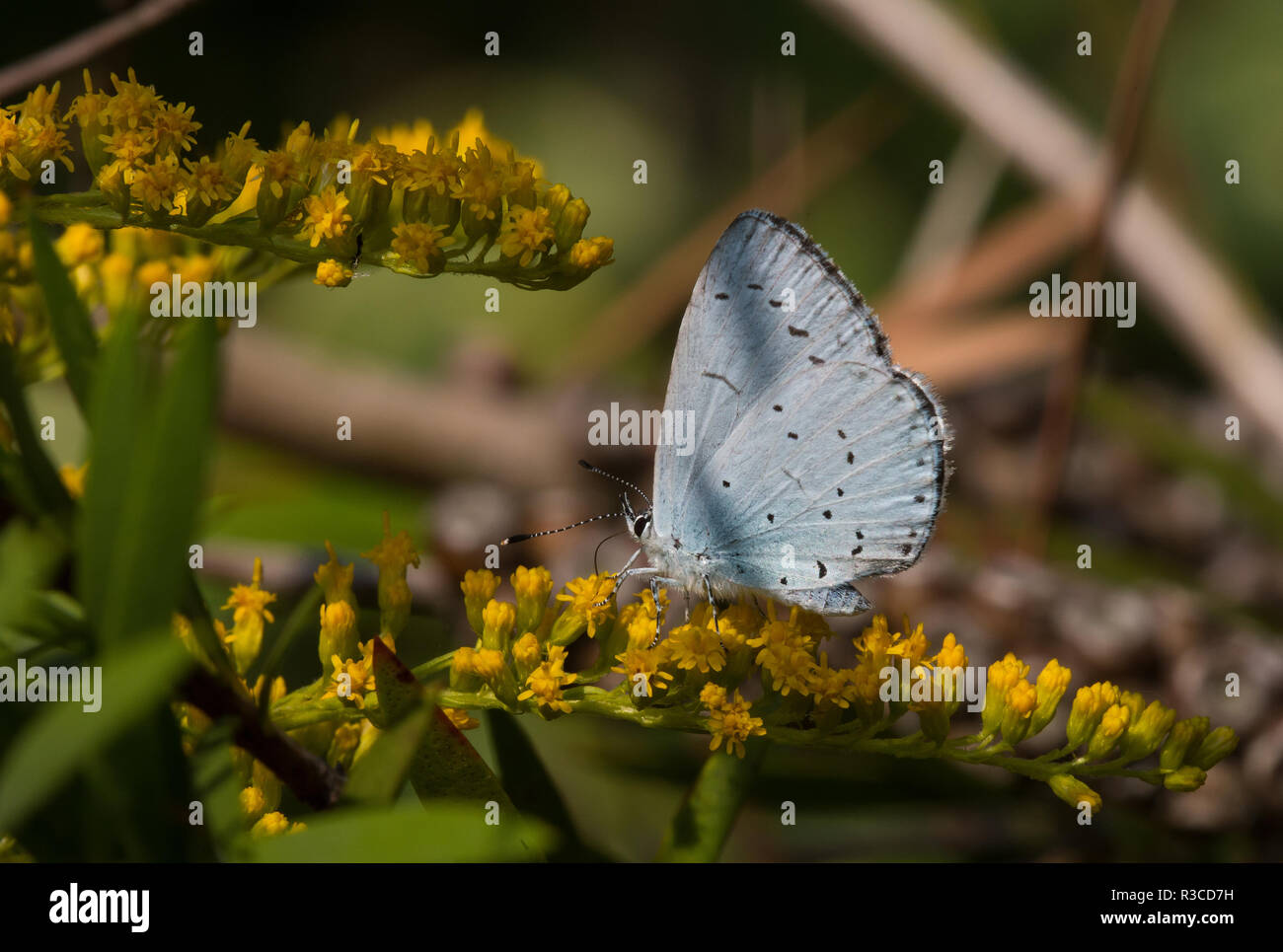Holly Blue Butterfly, Nottinghamshire Foto Stock