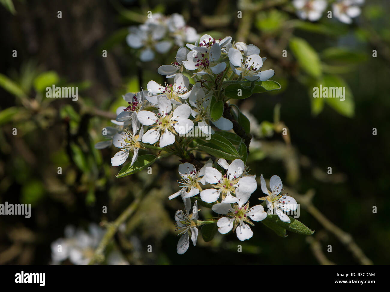 Pera blossom, Nottinghamshire Foto Stock