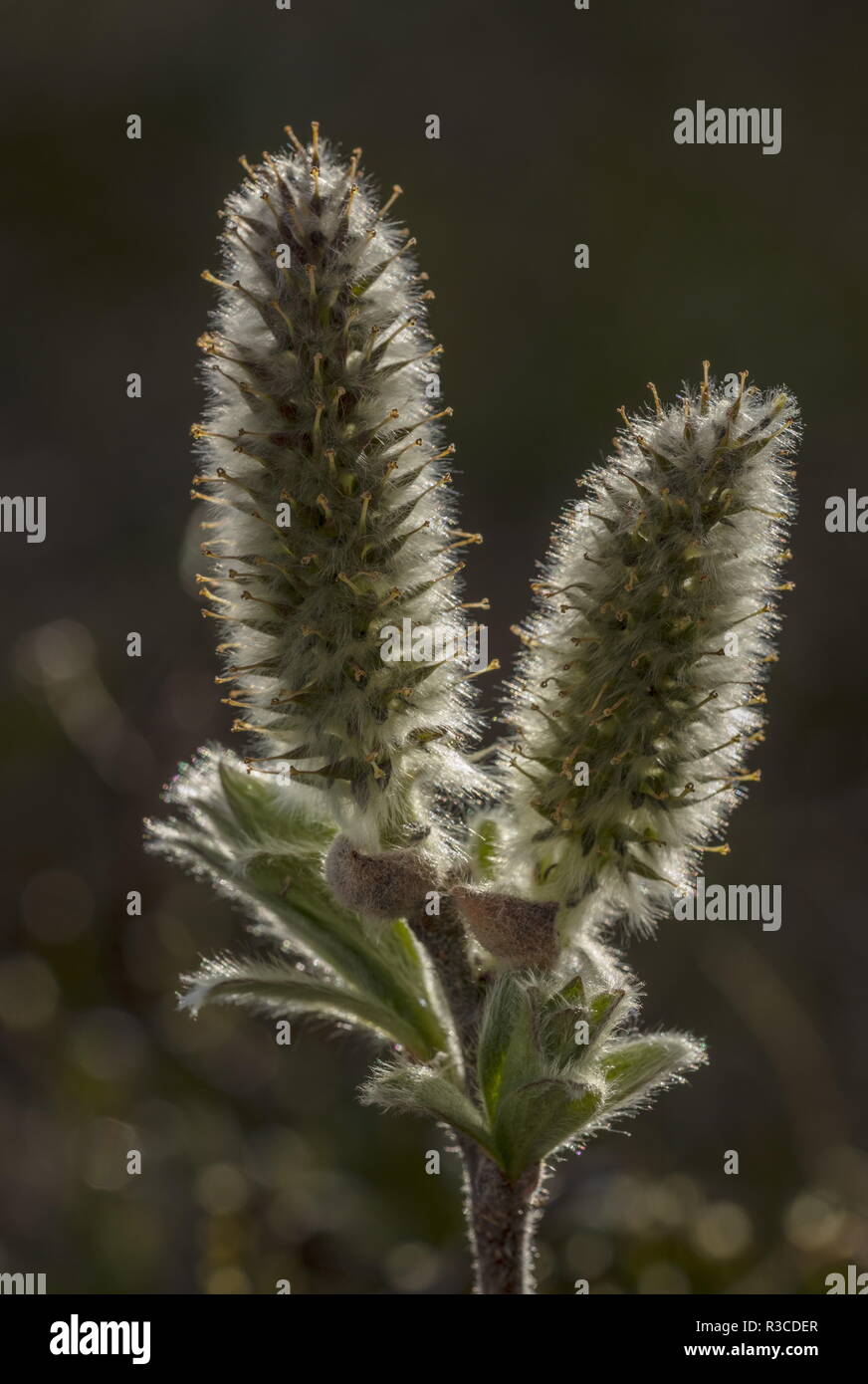 Lanosi willow, Salix lanata con femmina amenti, arctic Svezia. Foto Stock